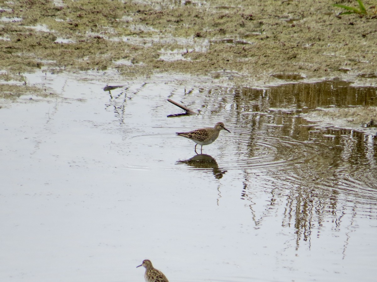 Pectoral Sandpiper - Sandy Proulx