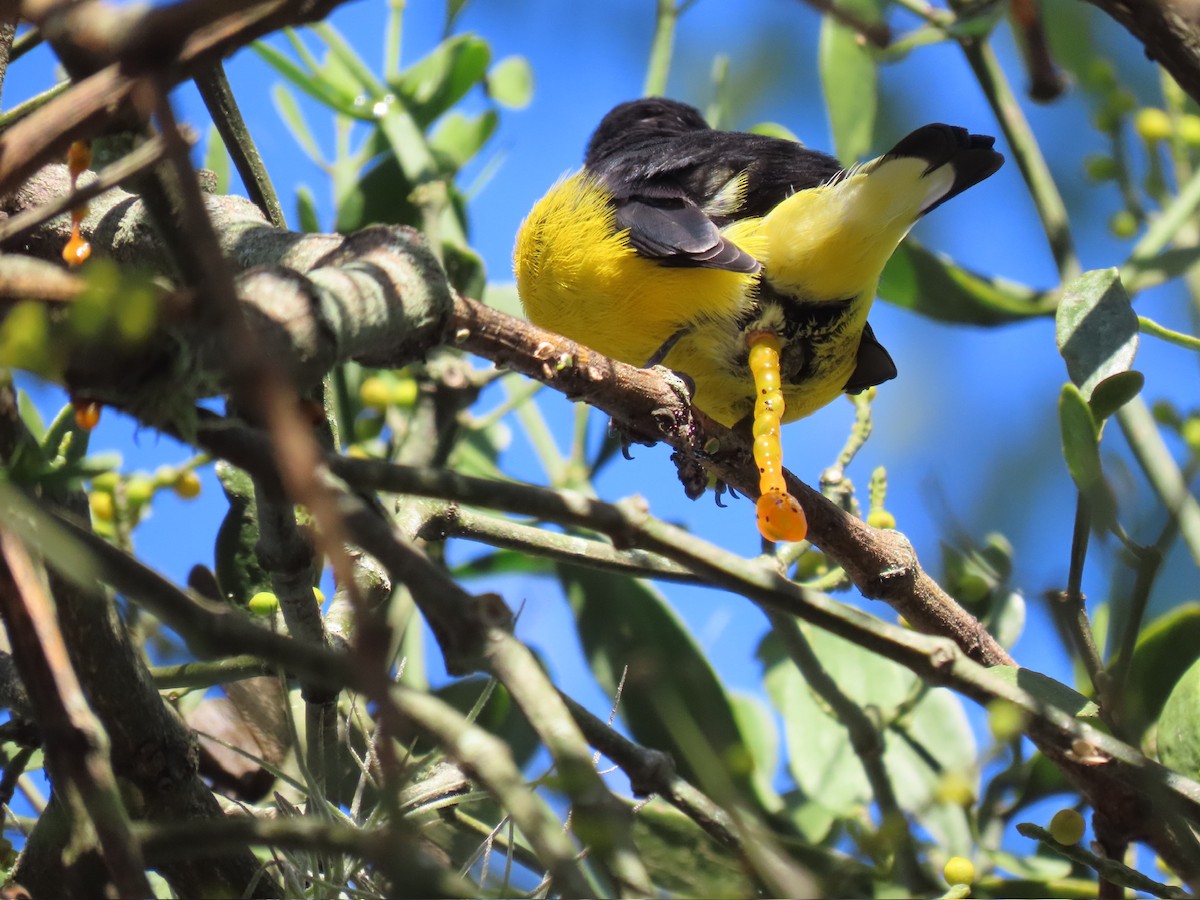 Purple-throated Euphonia - Ines Vasconcelos