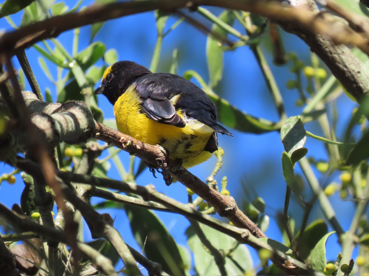 Purple-throated Euphonia - Ines Vasconcelos