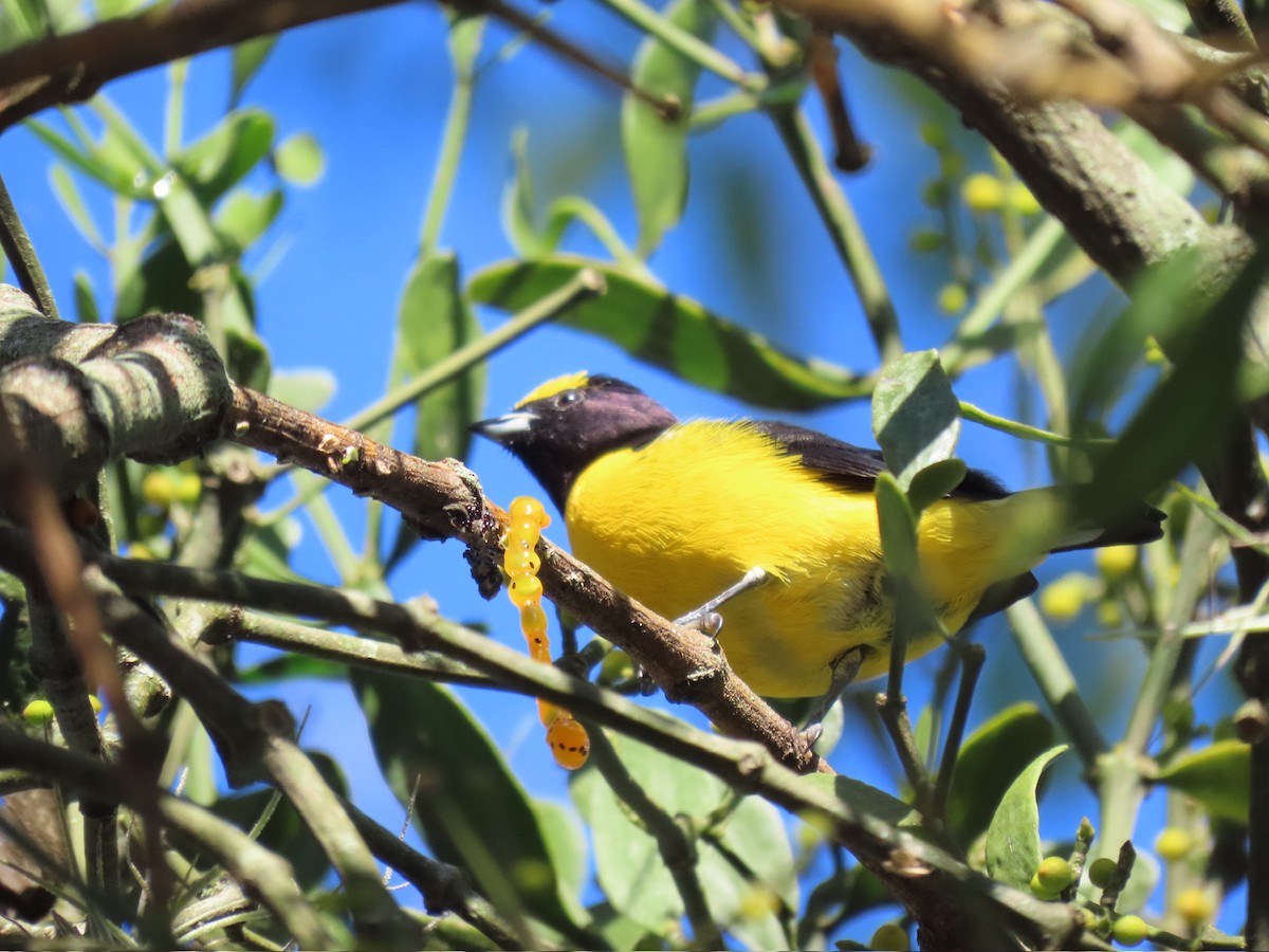 Purple-throated Euphonia - Ines Vasconcelos