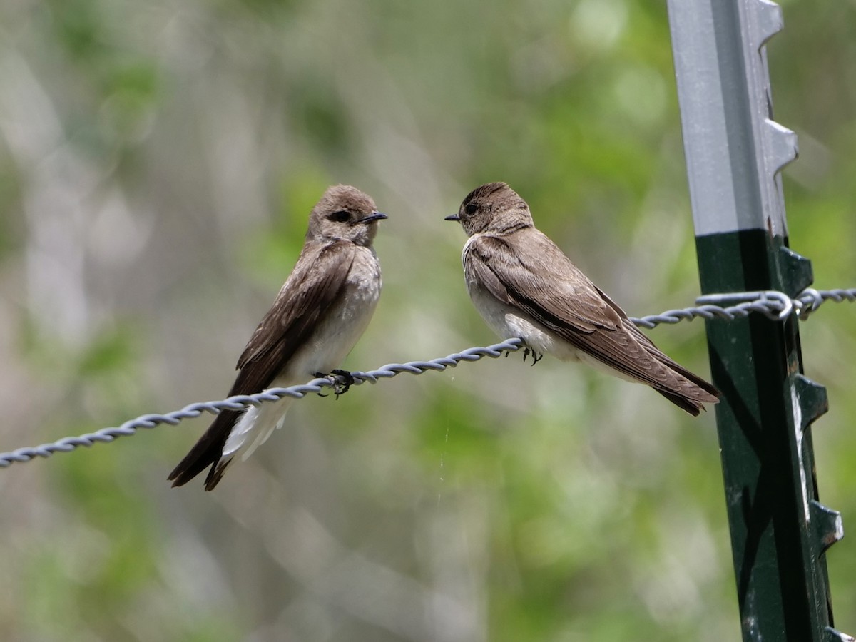 Northern Rough-winged Swallow - Karen Coupland