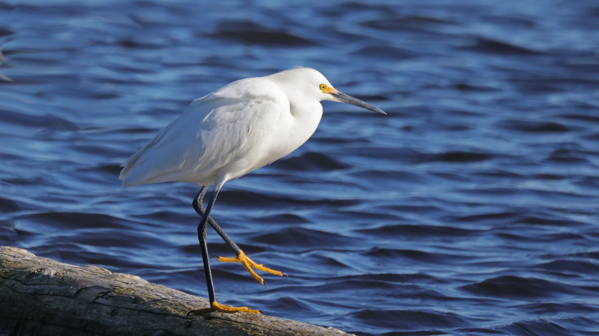 Snowy Egret - ML619409795