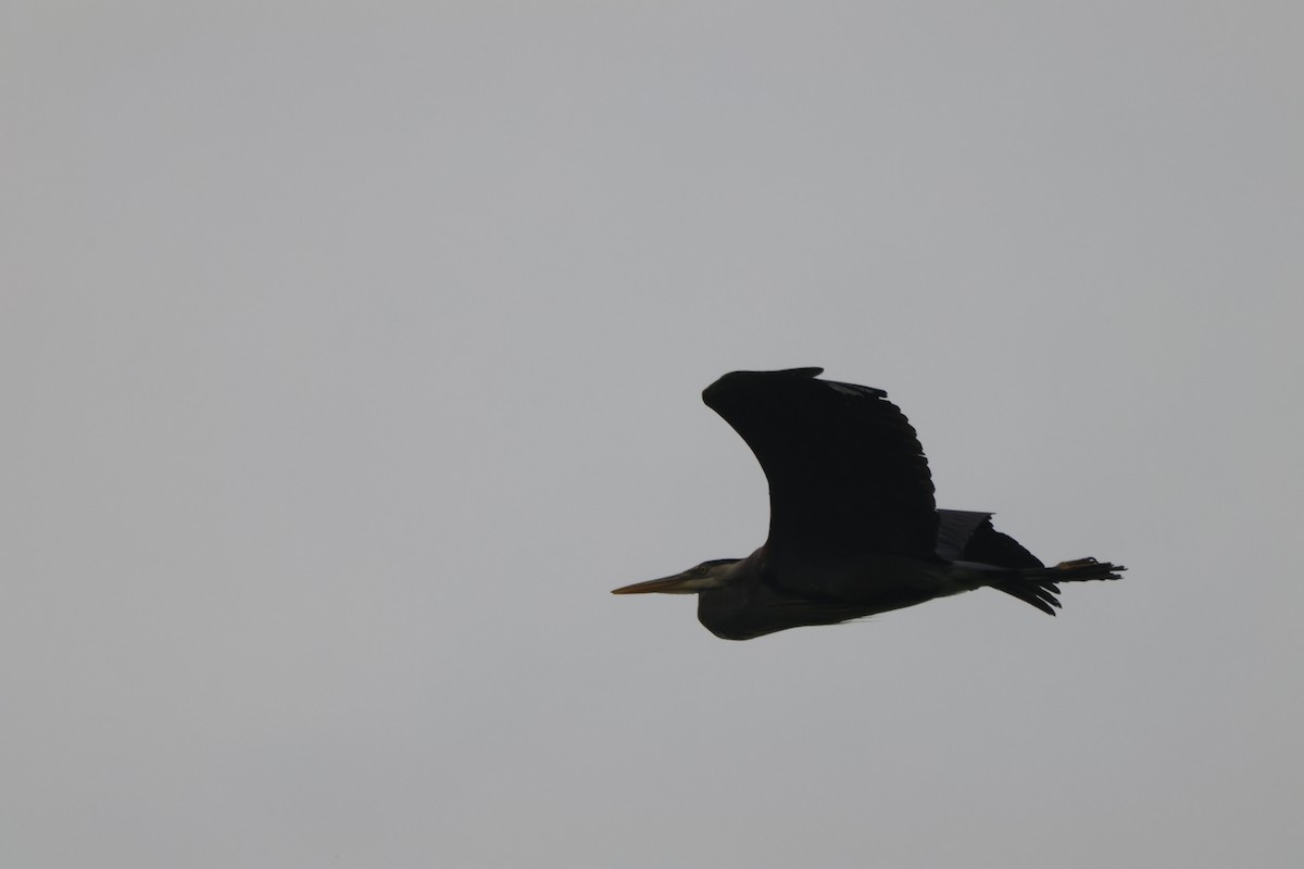 Great Blue Heron - Joseph Mittura