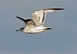 Bonaparte's Gull - Renee Lubert