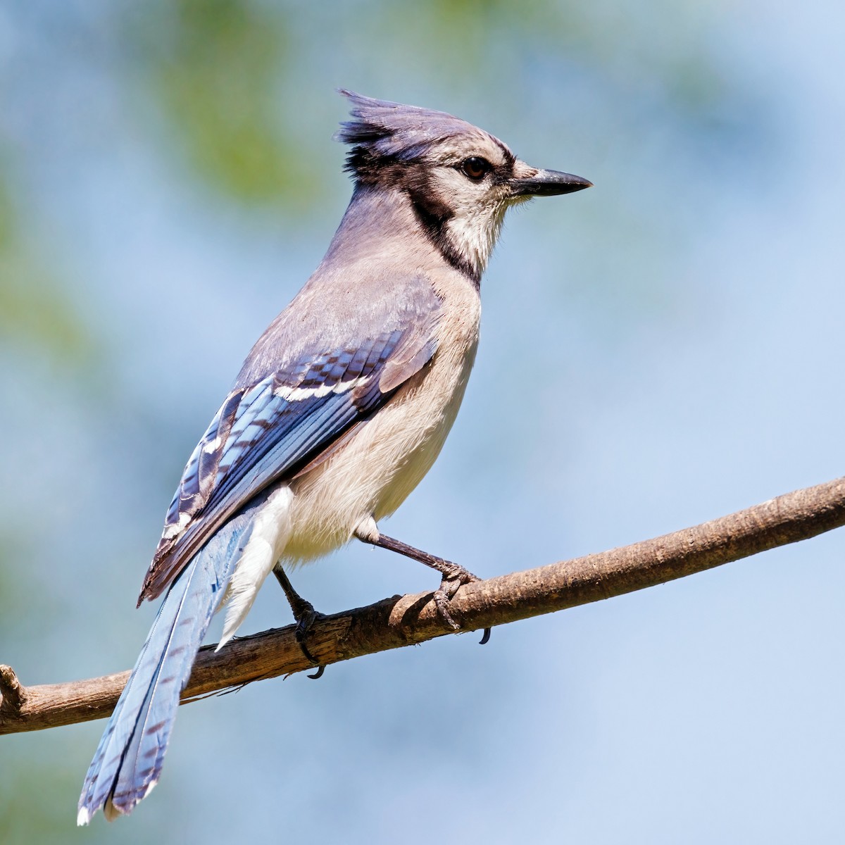 Blue Jay - Michel Laquerre