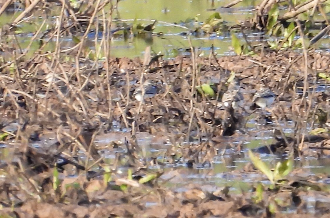 Pectoral Sandpiper - Dot Rambin