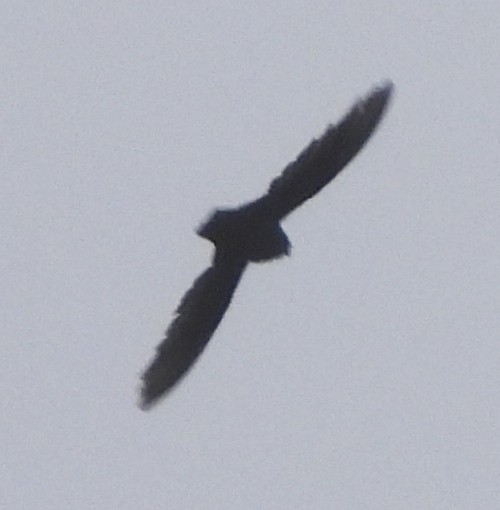 Chimney Swift - alan murray