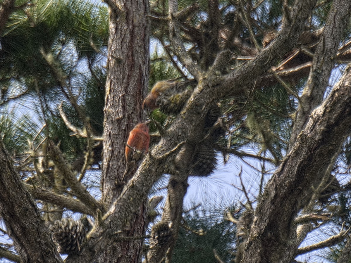 Red Crossbill (Ponderosa Pine or type 2) - ML619409822