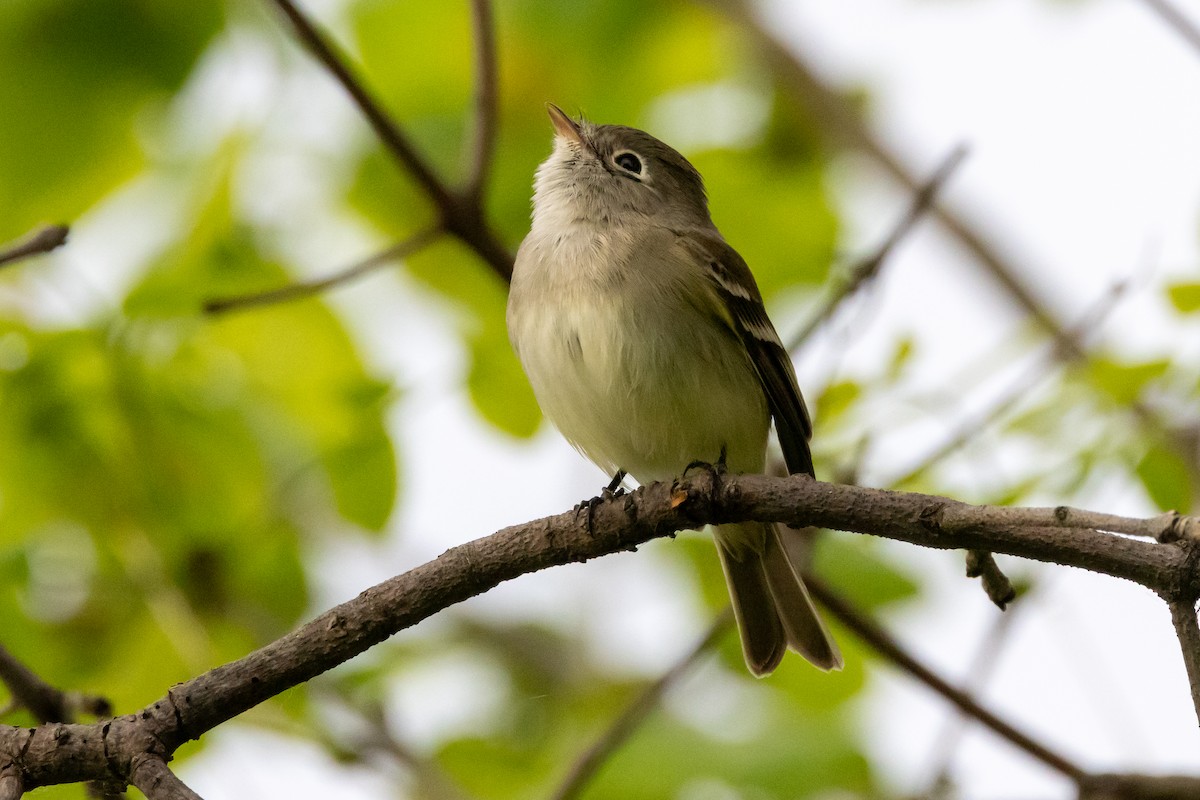 Least Flycatcher - KIRK BELLER