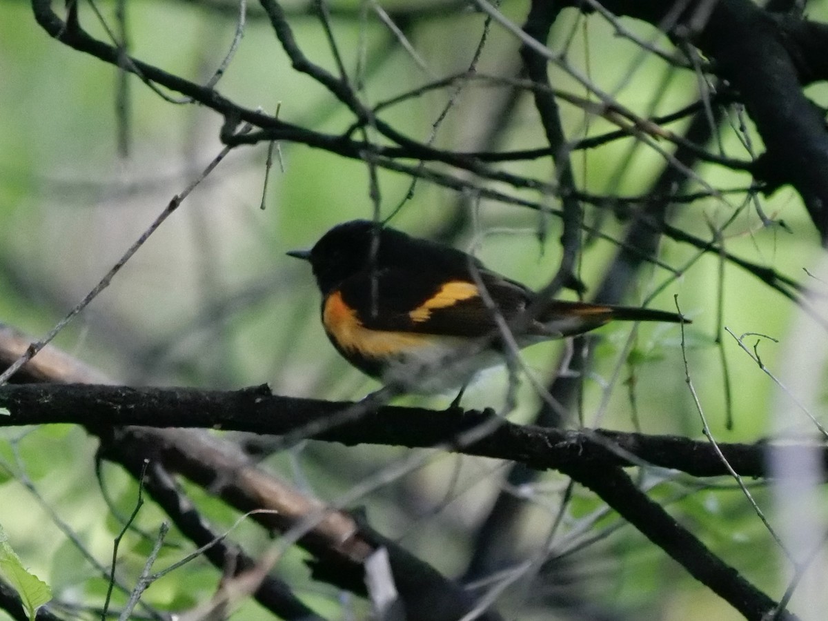 American Redstart - Karen Coupland