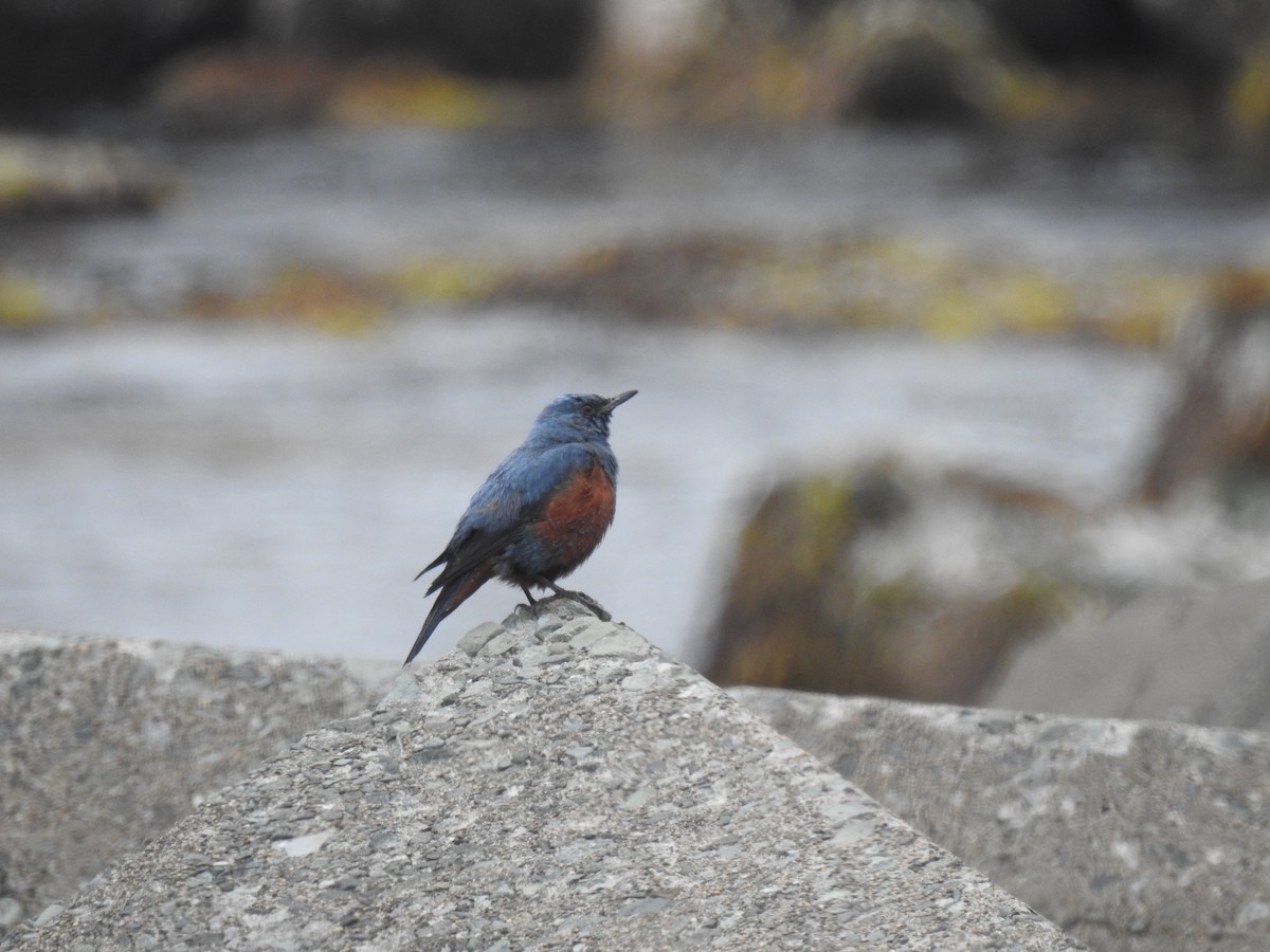 Blue Rock-Thrush - Craig Jackson