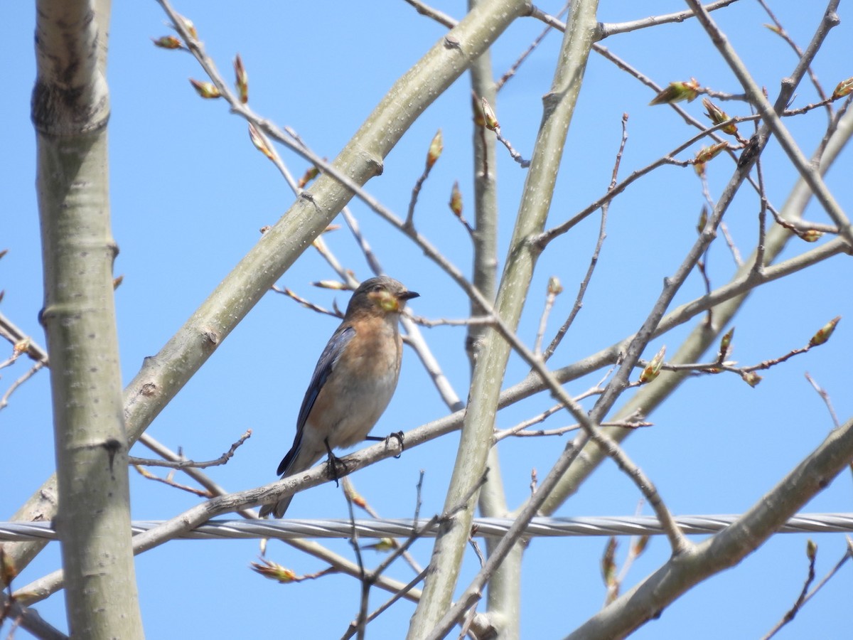 Eastern Bluebird - ML619409848