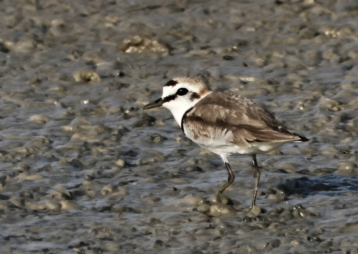 Kentish Plover - ML619409849