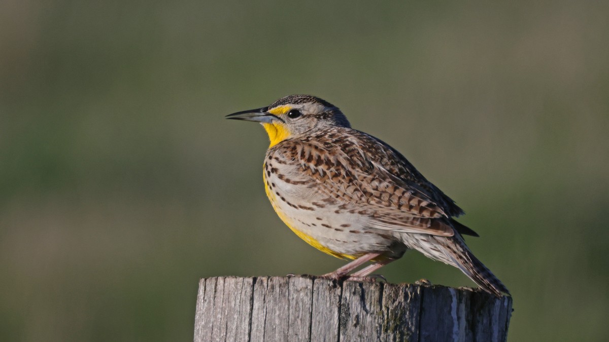 Western Meadowlark - Curtis McCamy