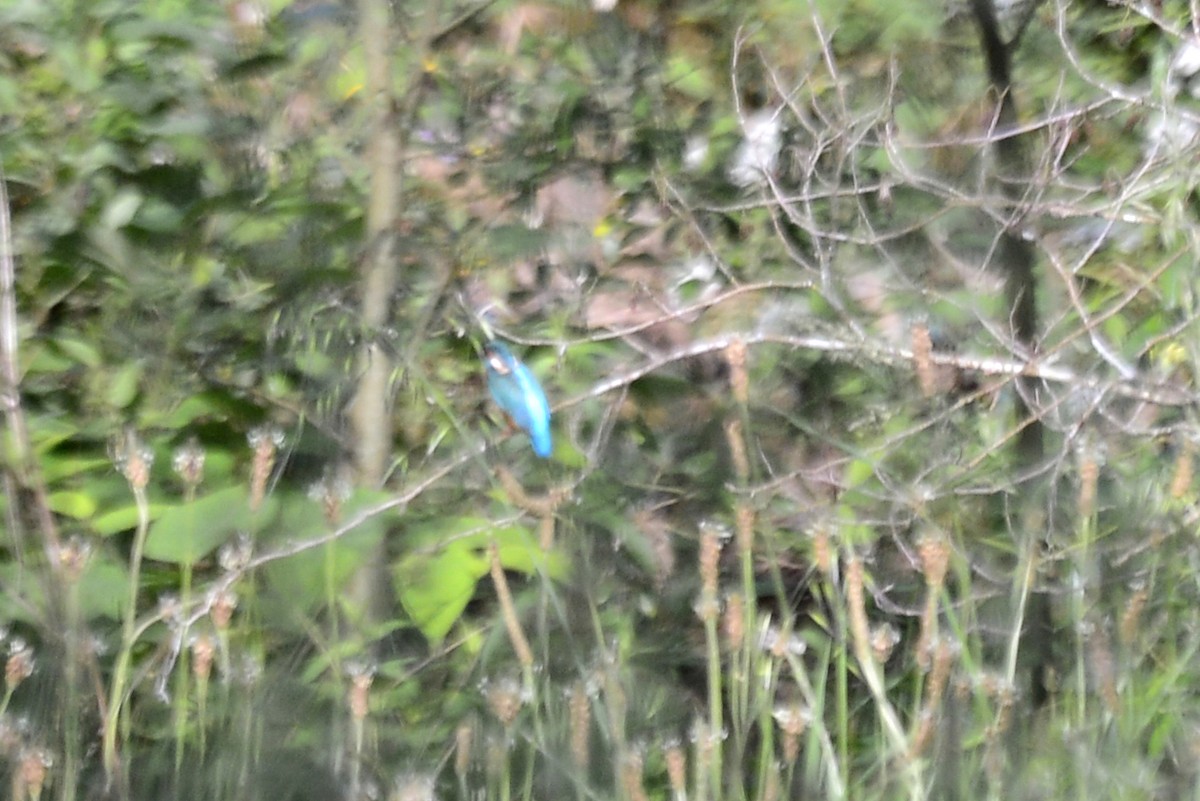 Common Kingfisher - ML619409855