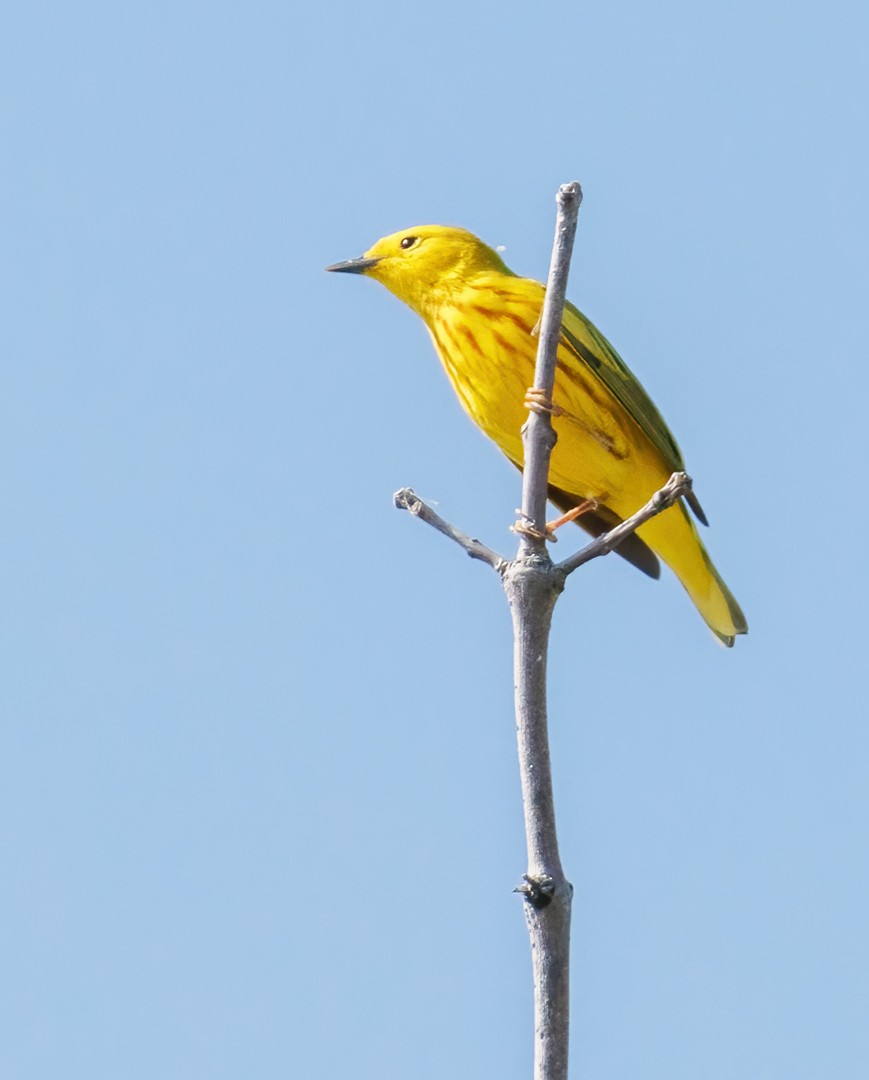 Yellow Warbler - Michel Laquerre