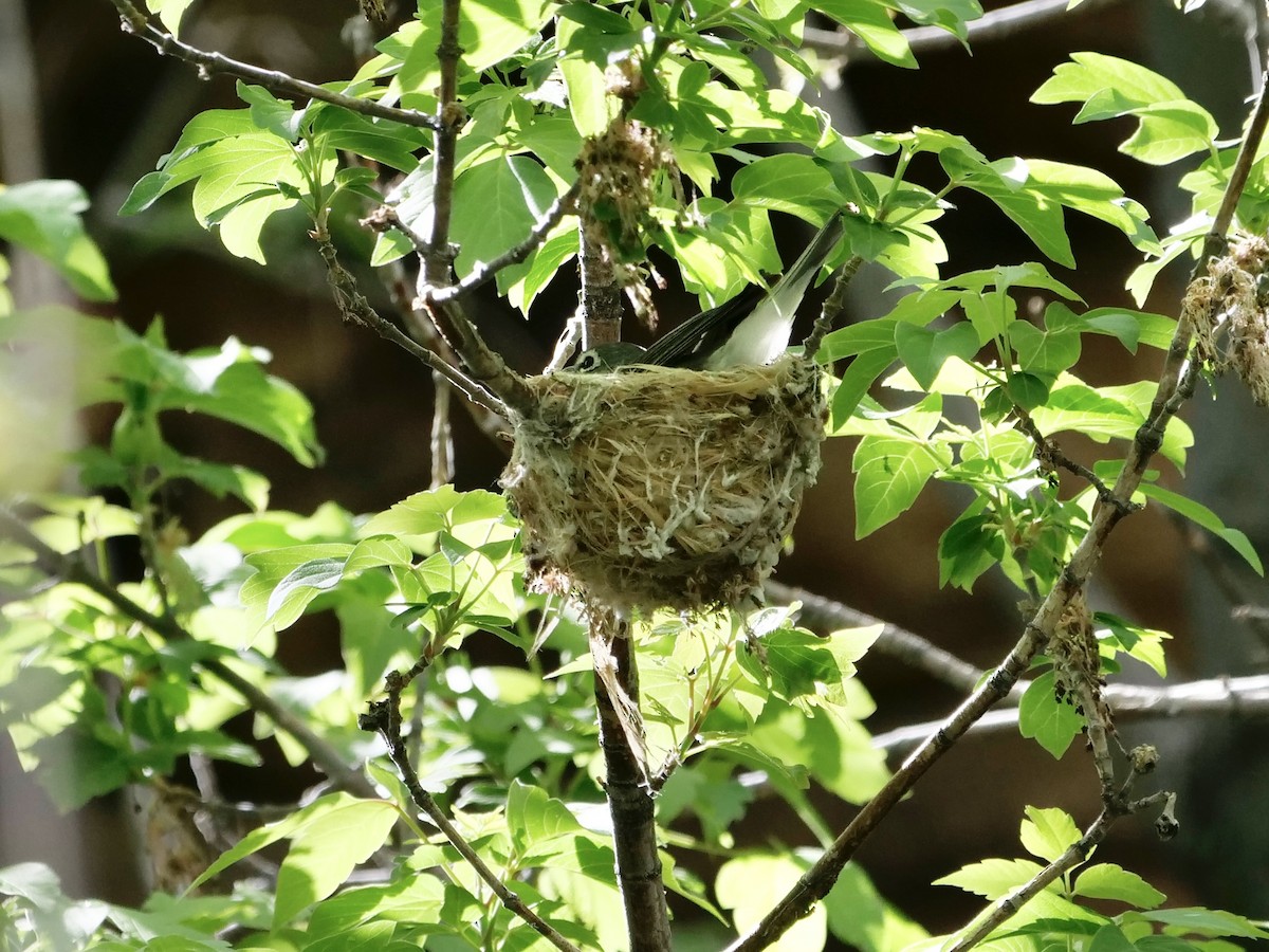 Plumbeous Vireo - Karen Coupland