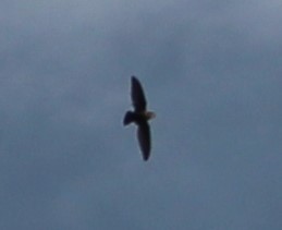 Chimney Swift - ML619409871