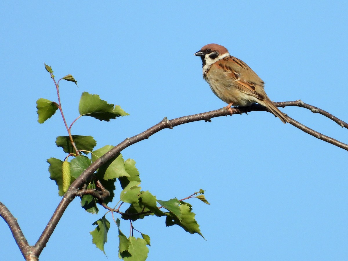 Eurasian Tree Sparrow - ML619409874