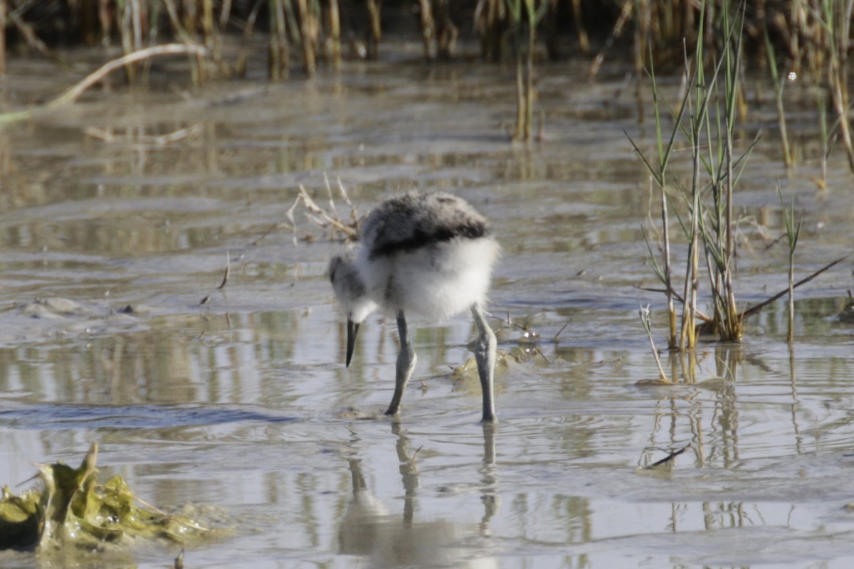 American Avocet - Malinda Chapman