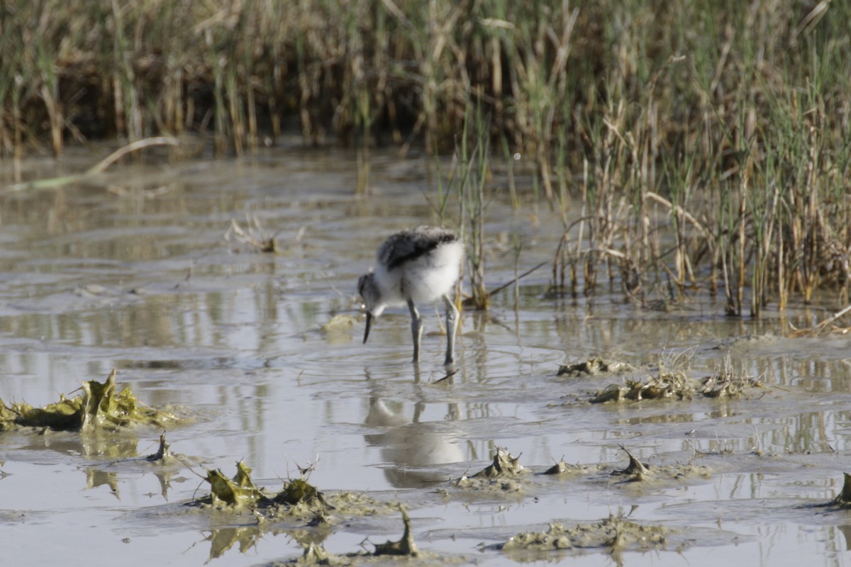 American Avocet - Malinda Chapman