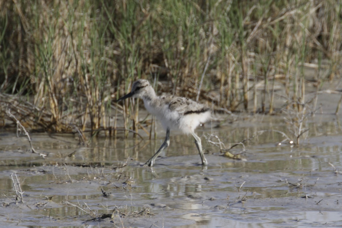 American Avocet - Malinda Chapman