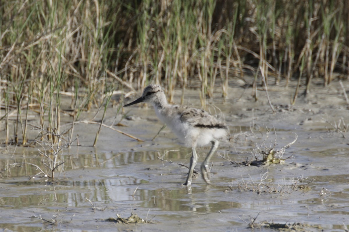 American Avocet - Malinda Chapman