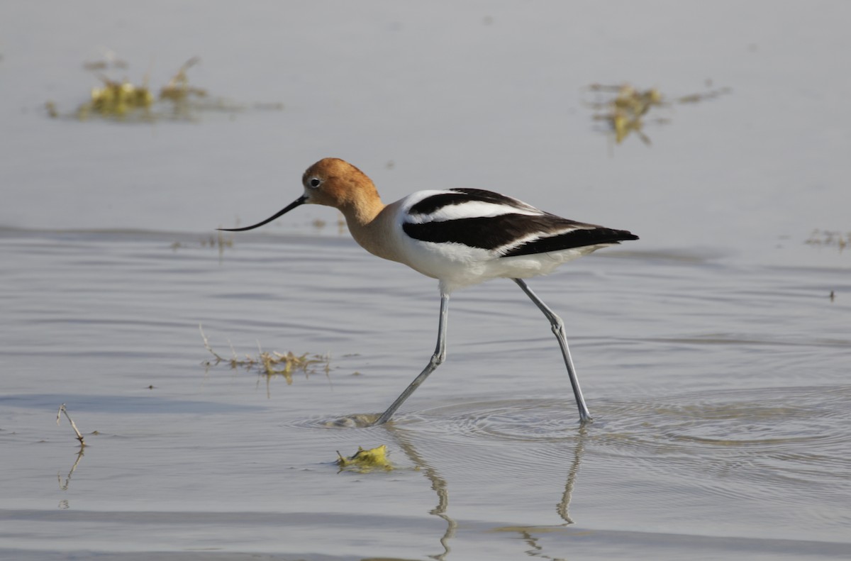 American Avocet - Malinda Chapman