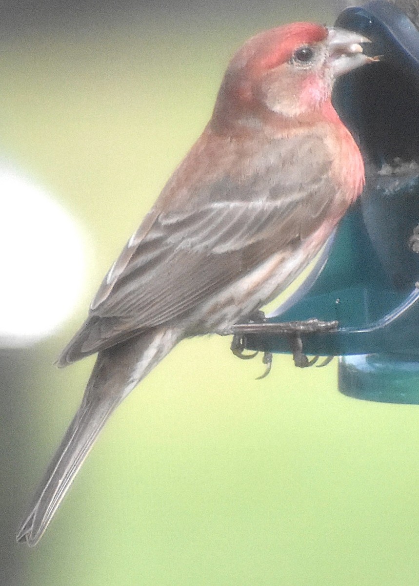 House Finch - Dale Morrow