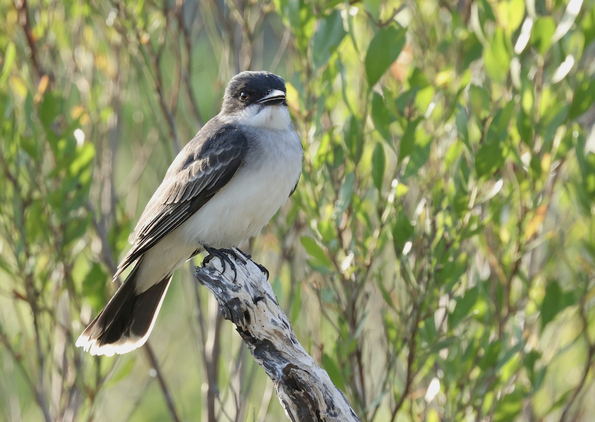 Eastern Kingbird - Grace Simms  🐦‍⬛