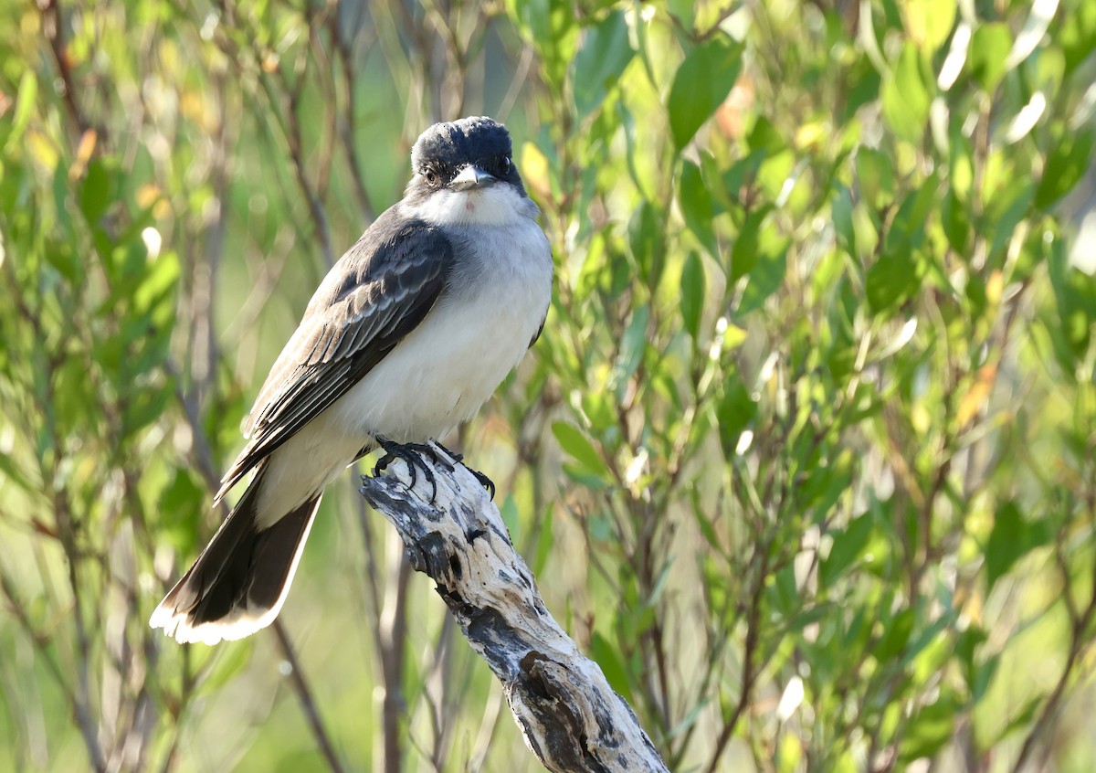 Eastern Kingbird - Grace Simms  🐦‍⬛