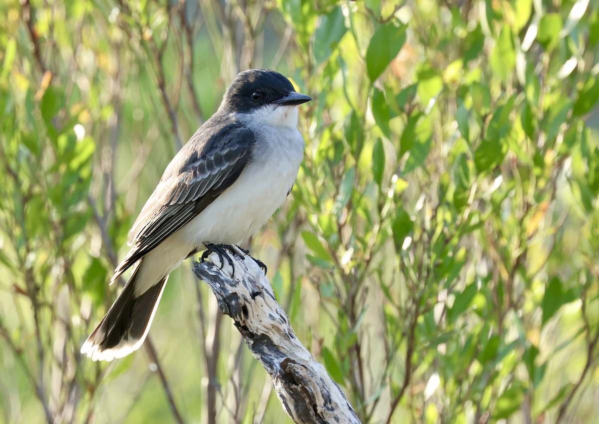 Eastern Kingbird - Grace Simms  🐦‍⬛