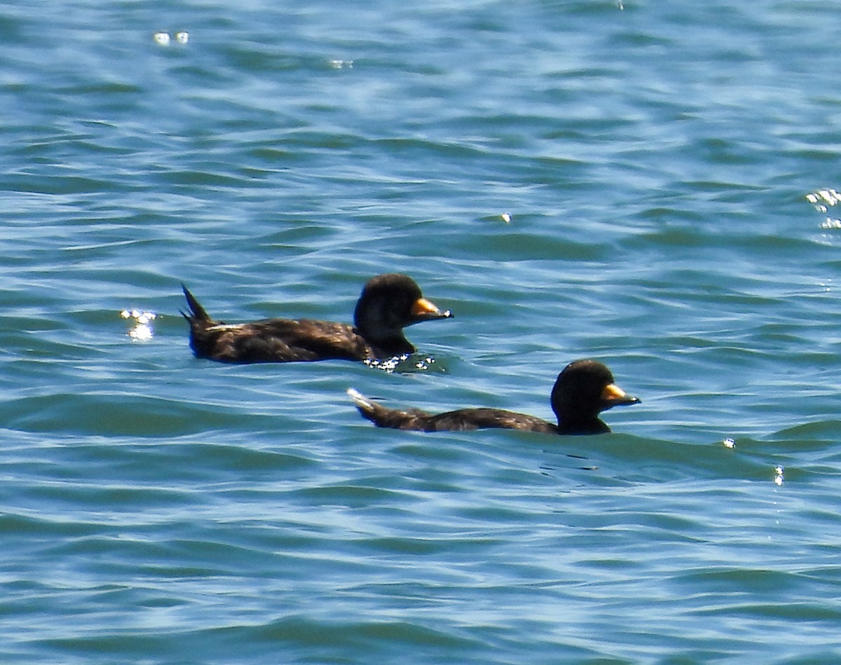 Black Scoter - Lisa Hardcastle