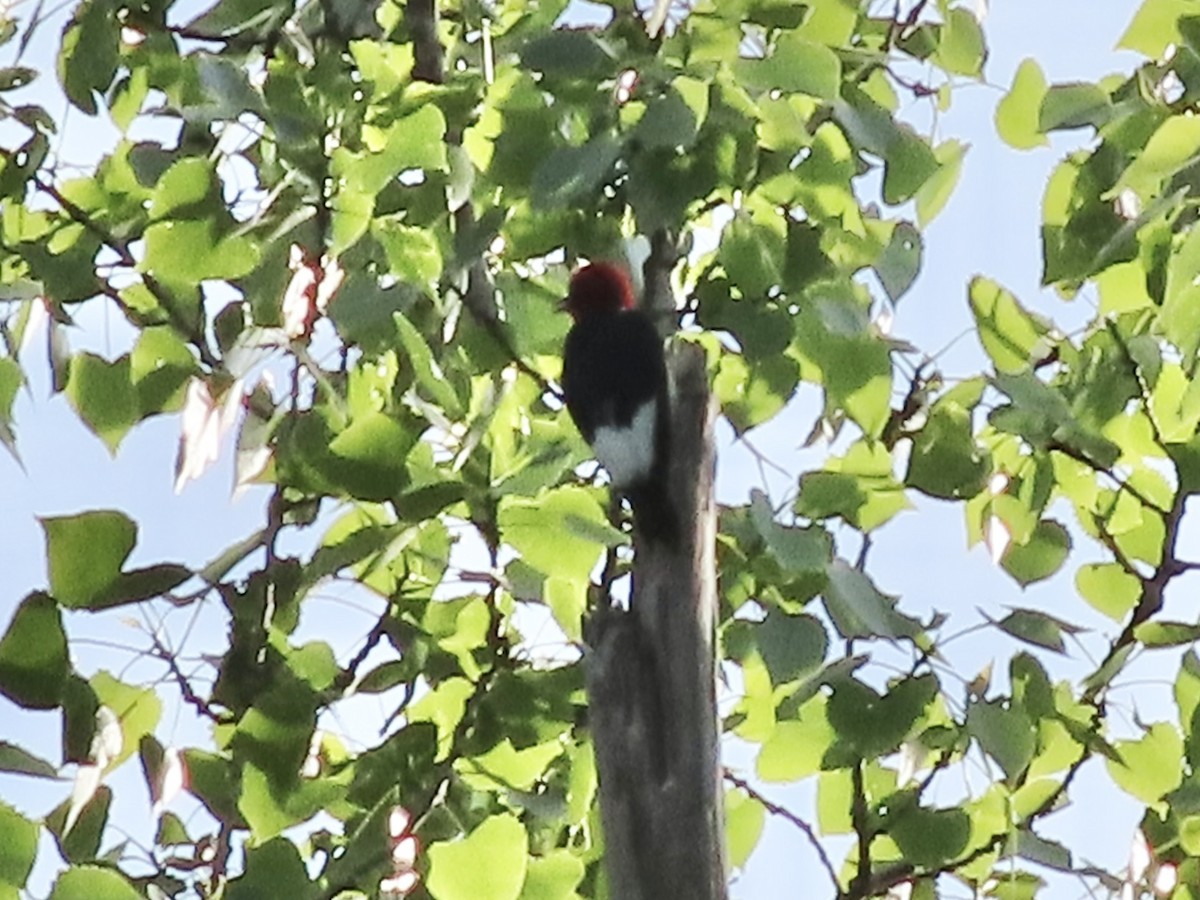 Red-headed Woodpecker - Sherry Russak