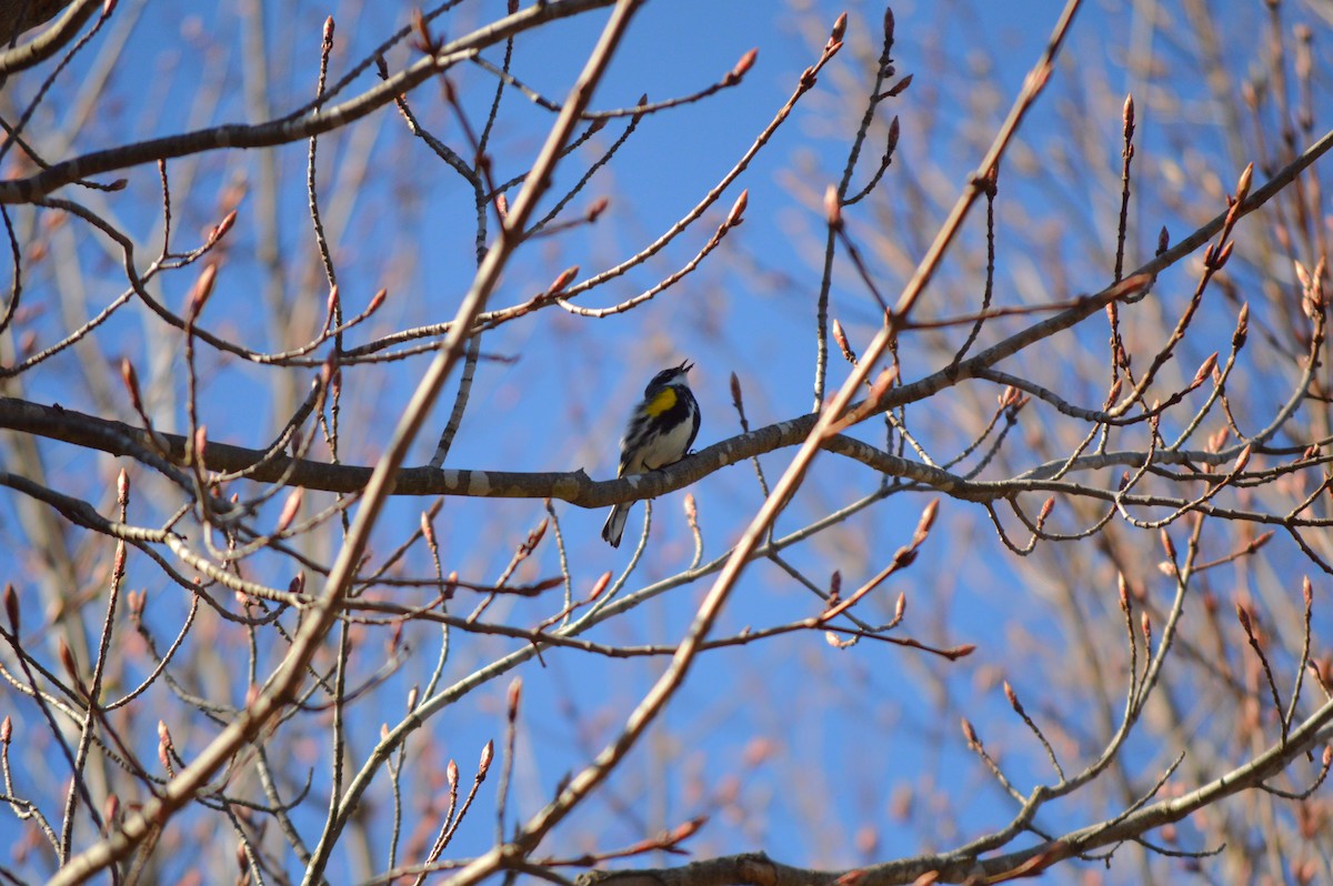 Yellow-rumped Warbler - Susanna Rodgers