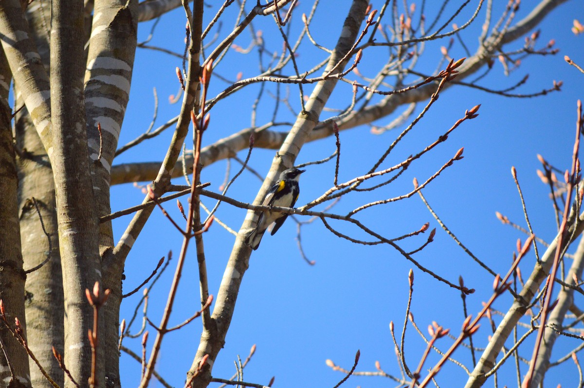 Yellow-rumped Warbler - Susanna Rodgers