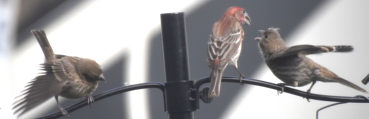 House Finch - Dale Morrow