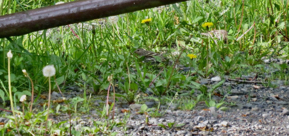 Pine Siskin - scott baldinger