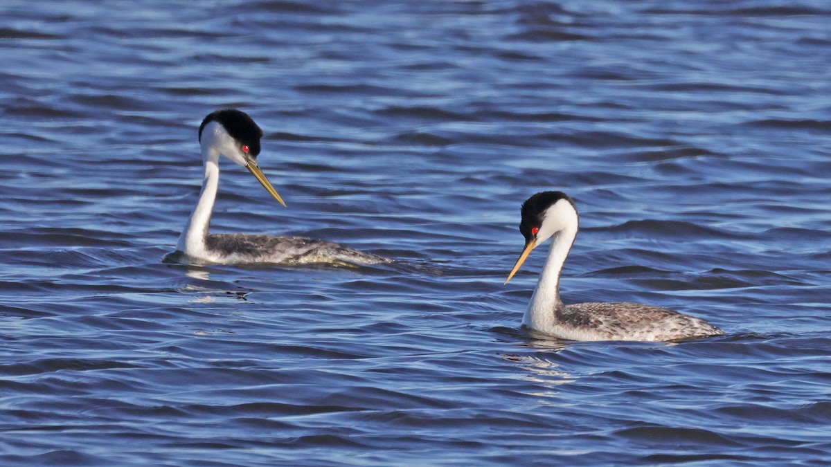 Western Grebe - ML619409942