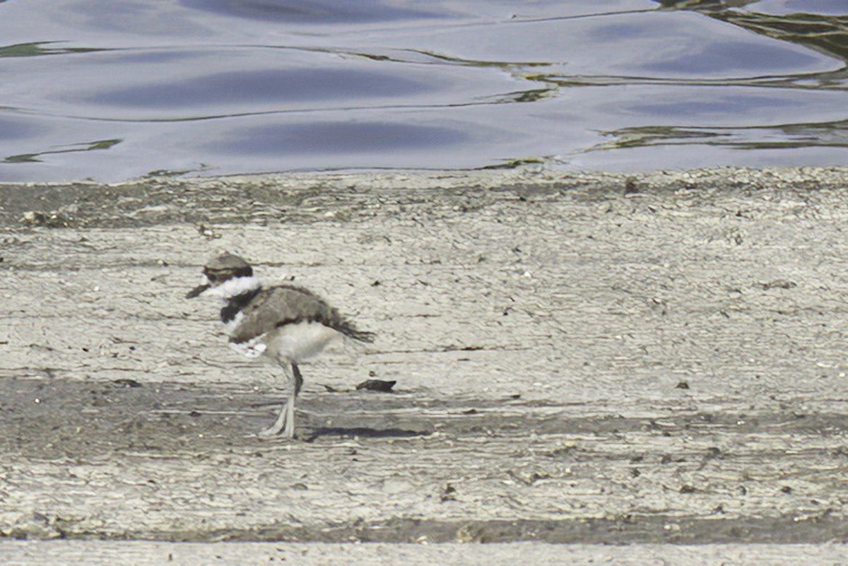 Killdeer - Jim Tonkinson