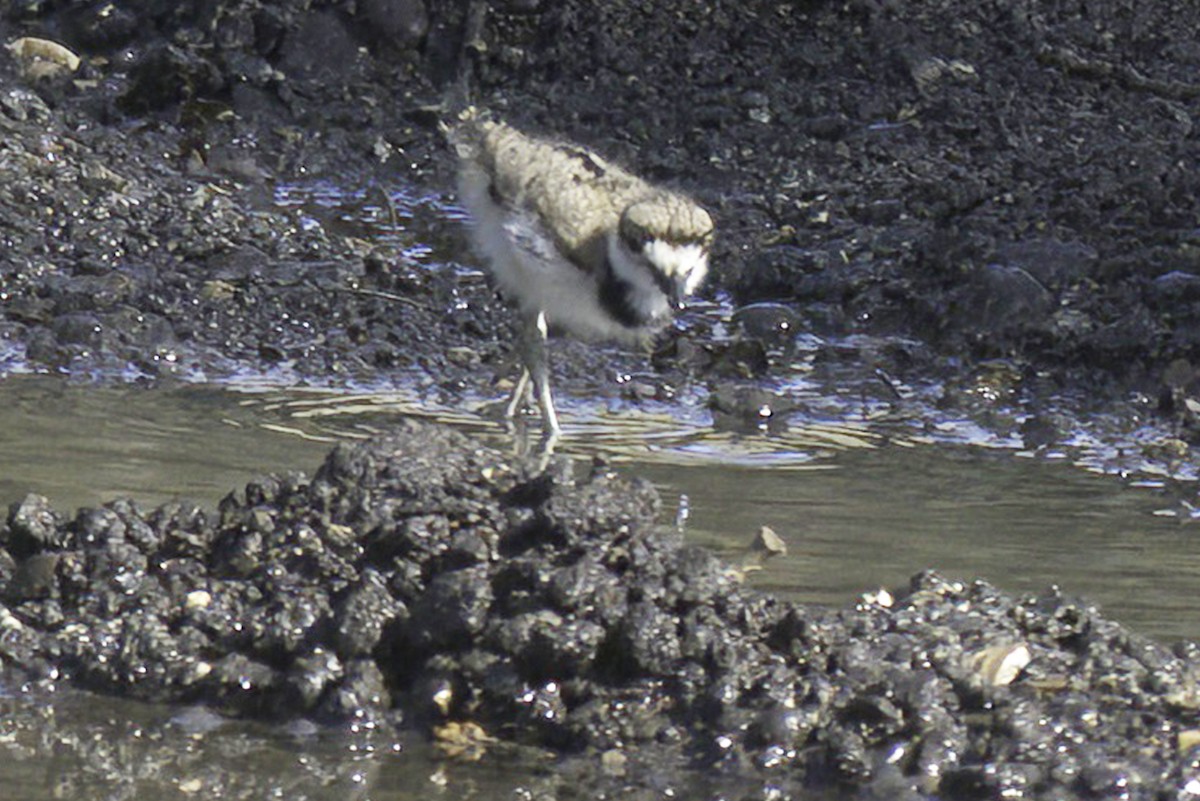 Killdeer - Jim Tonkinson