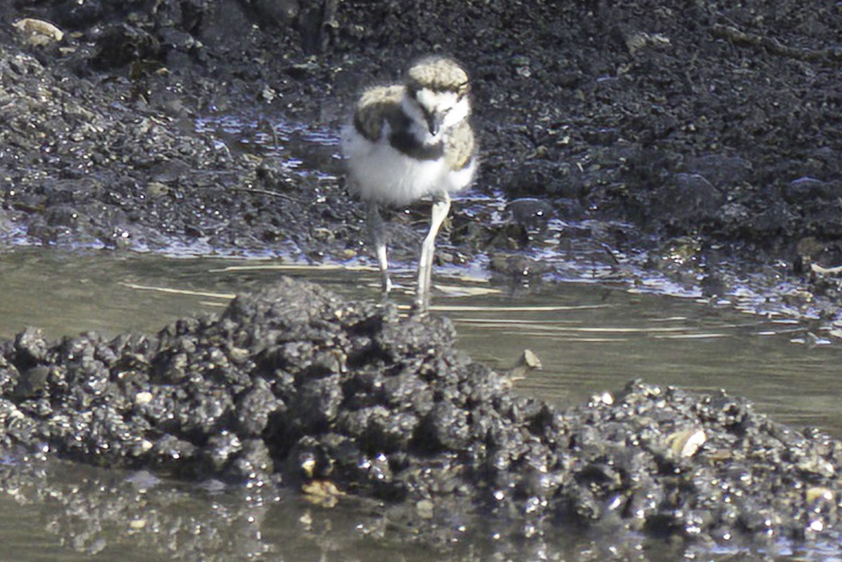 Killdeer - Jim Tonkinson