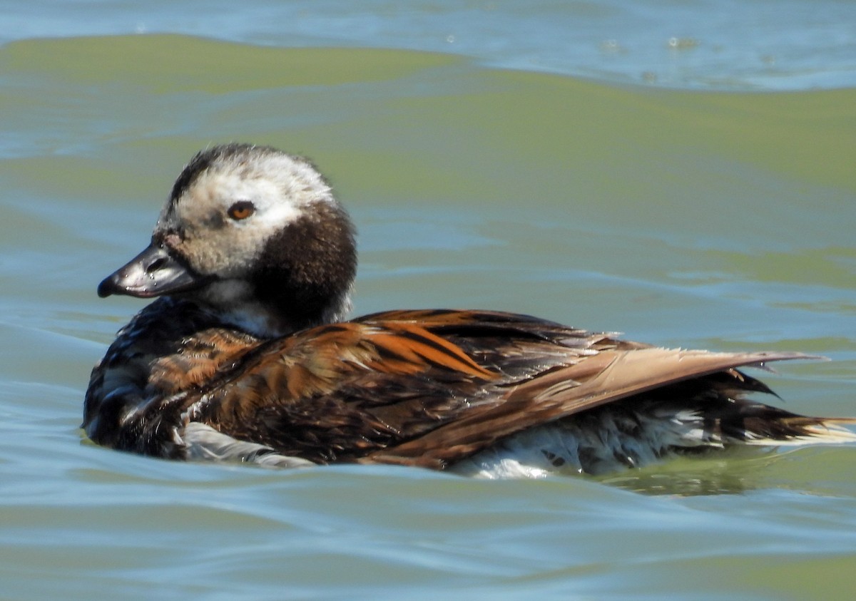 Long-tailed Duck - Lisa Hardcastle