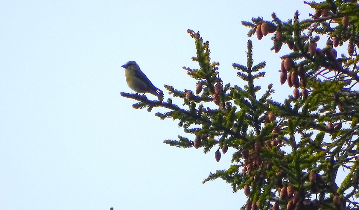 Red Crossbill - Amy Simmons