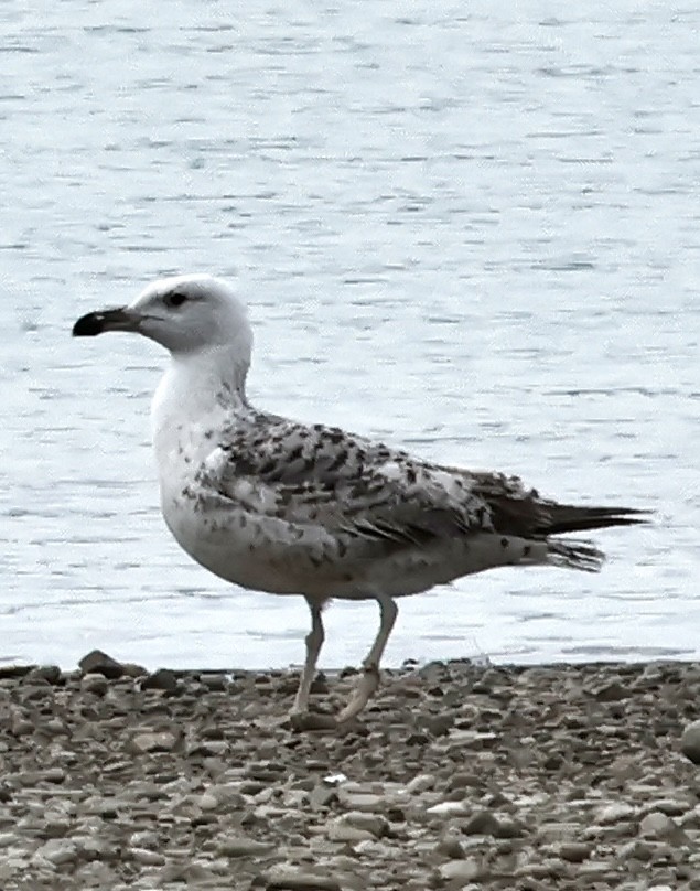 Yellow-legged Gull - Murat Polat