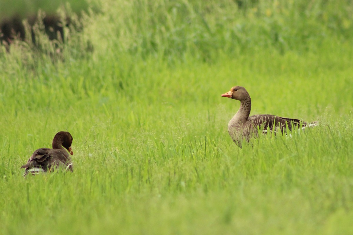 Greater White-fronted Goose - Isaac Ewing