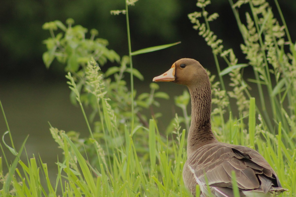 Greater White-fronted Goose - Isaac Ewing