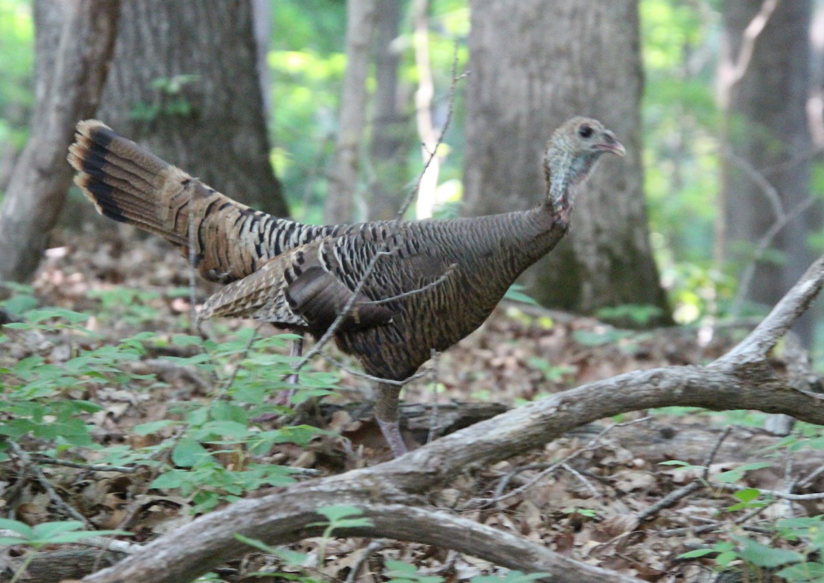 Wild Turkey - Stephen Price
