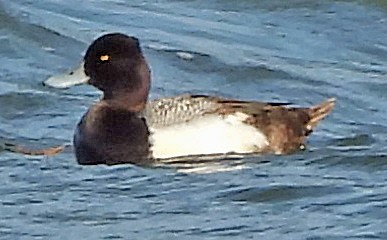 Lesser Scaup - Renee Lubert