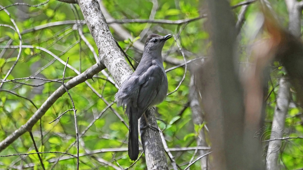 Gray Catbird - ML619410002